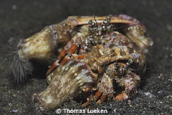 found in Lembeh by Thomas Lueken 